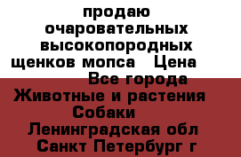 продаю очаровательных высокопородных щенков мопса › Цена ­ 20 000 - Все города Животные и растения » Собаки   . Ленинградская обл.,Санкт-Петербург г.